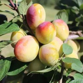 Miracot Aprimira Plum (Mirabelle x Apricot Aprimira) Img 1